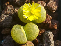 Lithops bromfieldii v. insularis 'Sulphurea'